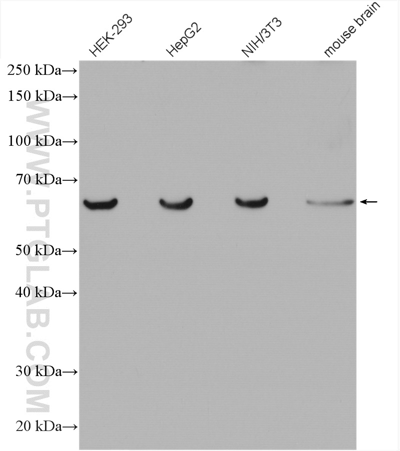 WB analysis using 27595-1-AP