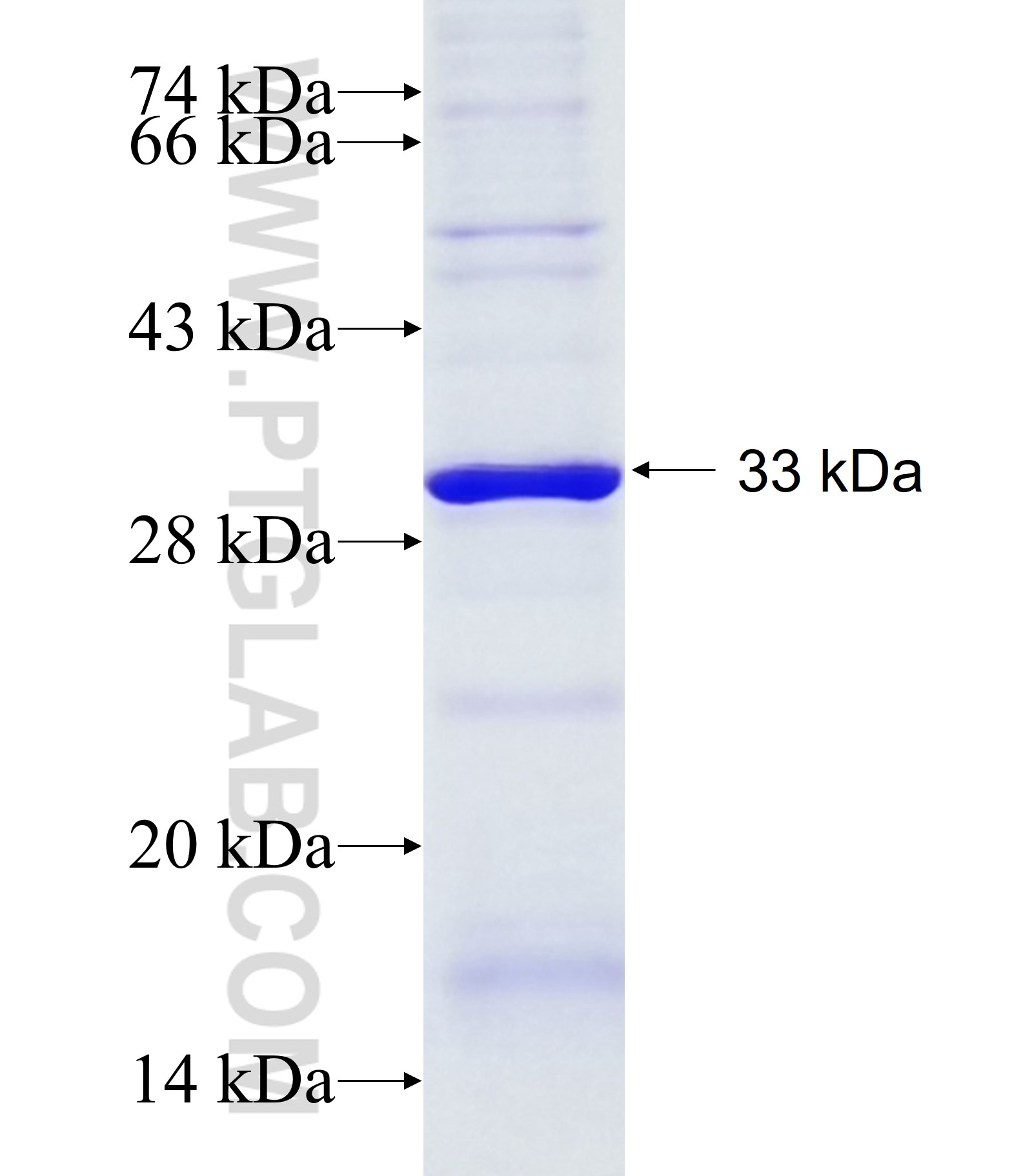 C3orf75 fusion protein Ag14490 SDS-PAGE C3orf75 fusion protein Ag14490 SDS-PAGE