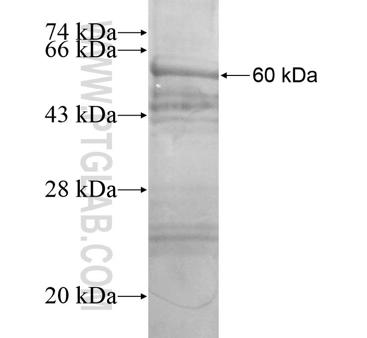 C3orf75 fusion protein Ag14714 SDS-PAGE C3orf75 fusion protein Ag14714 SDS-PAGE