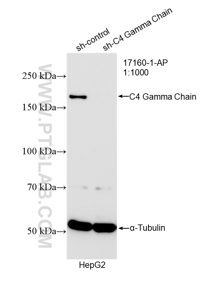 WB analysis of HepG2 using 17160-1-AP WB analysis of HepG2 using 17160-1-AP