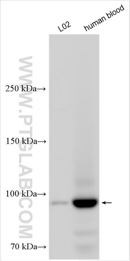 WB analysis using 22233-1-AP