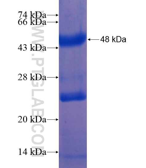 C4BPA fusion protein Ag19105 SDS-PAGE