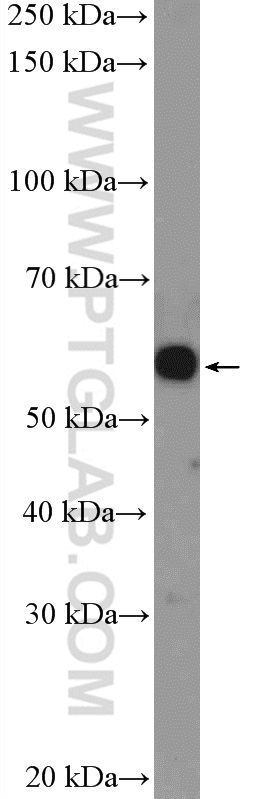 WB analysis of HepG2 using 25994-1-AP