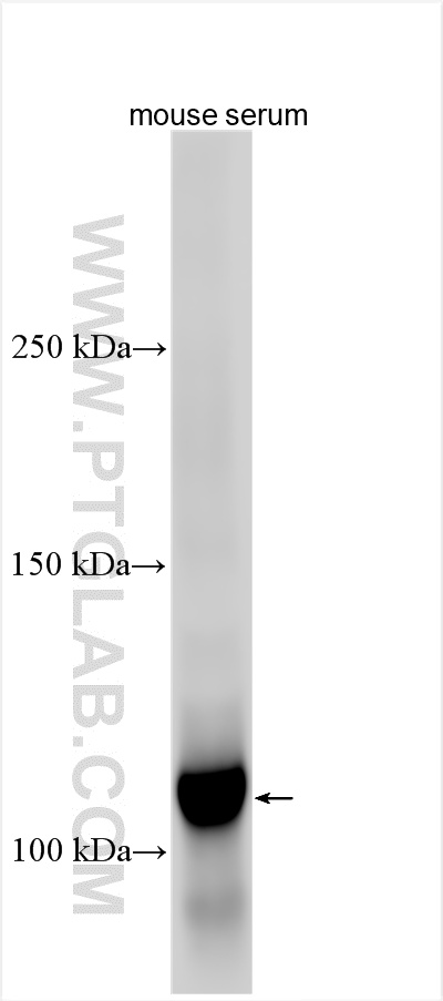 WB analysis using 32767-1-AP