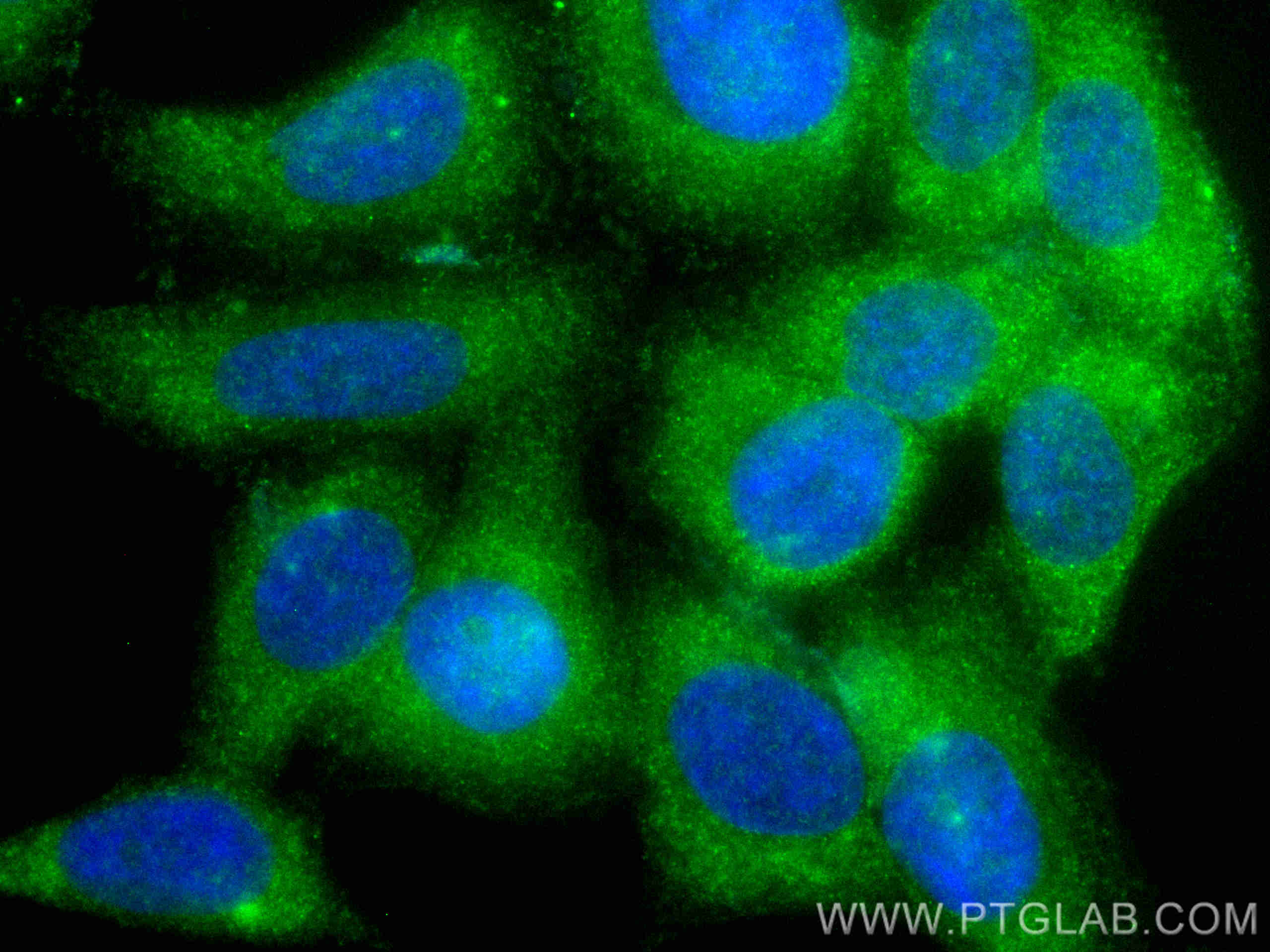 IF Staining of HepG2 using CL488-66634