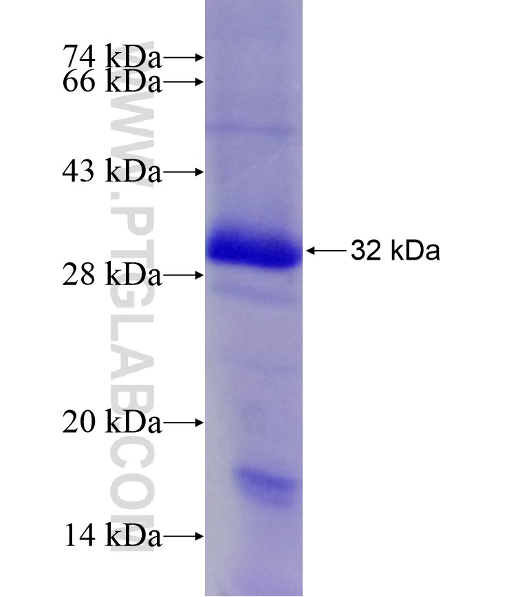 C5, C5a fusion protein Ag17882 SDS-PAGE