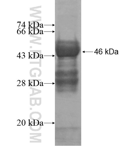 C5orf45 fusion protein Ag14256 SDS-PAGE