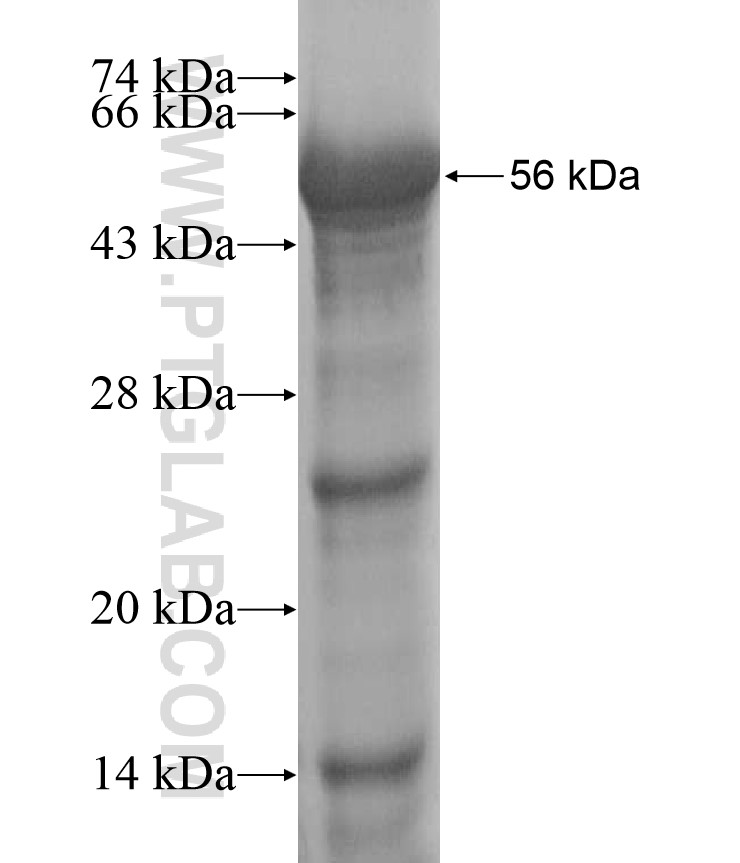 C6orf10 fusion protein Ag17255 SDS-PAGE C6orf10 fusion protein Ag17255 SDS-PAGE
