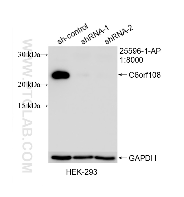 WB result of C6orf108 antibody (25596-1-AP; 1:8000; incubated at room temperature for 1.5 hours) with sh-Control and sh-C6orf108 transfected HEK-293 cells. WB analysis of HEK-293 using 25596-1-AP