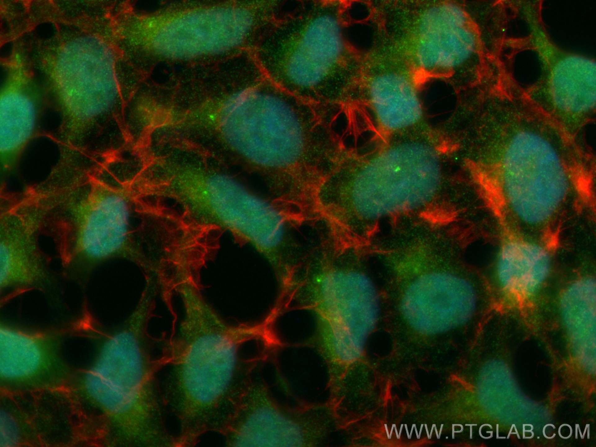 IF Staining of HEK-293 using 68310-1-Ig