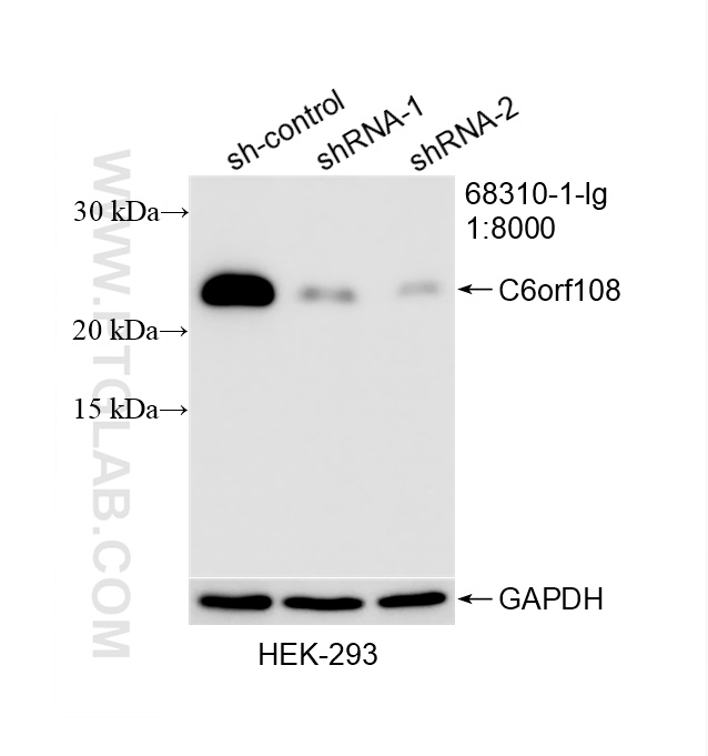 WB analysis of HEK-293 using 68310-1-Ig