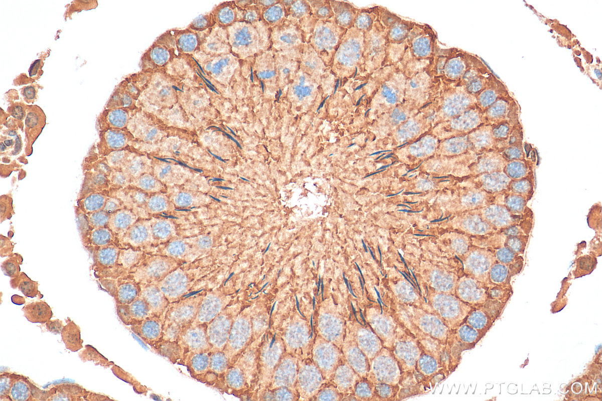 IHC staining of rat testis using 28828-1-AP (same clone as 28828-1-PBS)