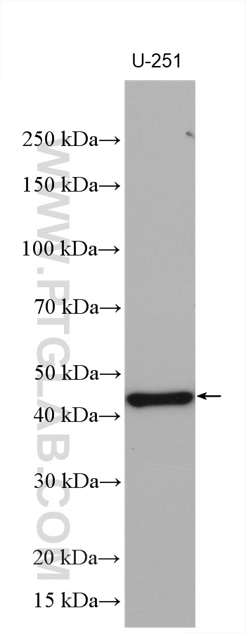 WB analysis using 28828-1-AP