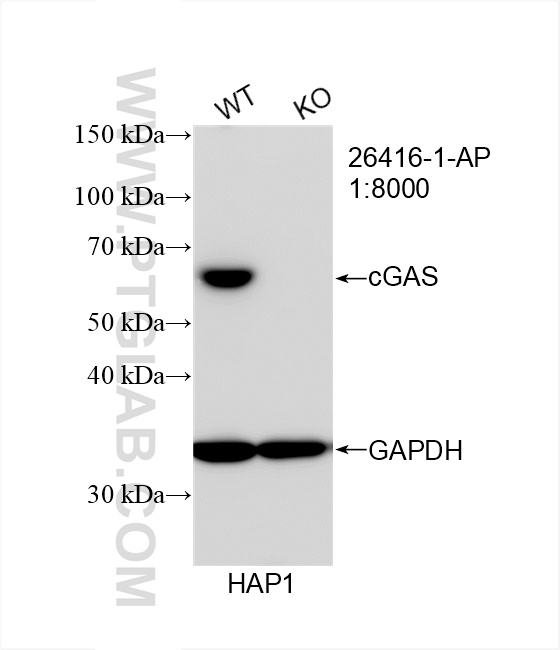 WB analysis of HAP1 using 26416-1-AP