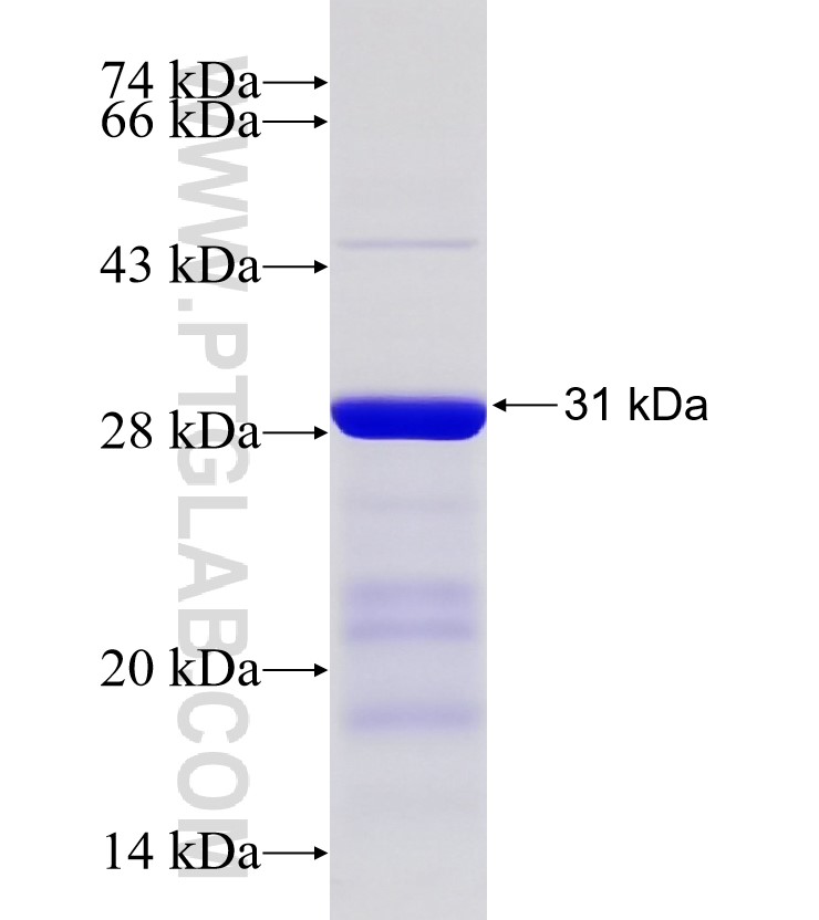 C6orf150 fusion protein Ag33313 SDS-PAGE