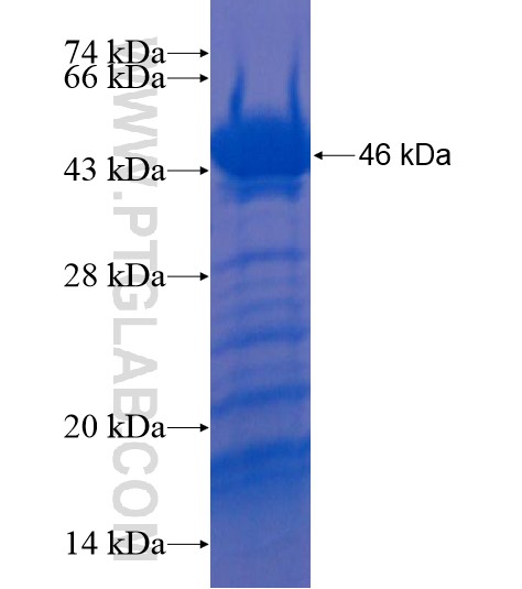 C6orf153 fusion protein Ag22014 SDS-PAGE