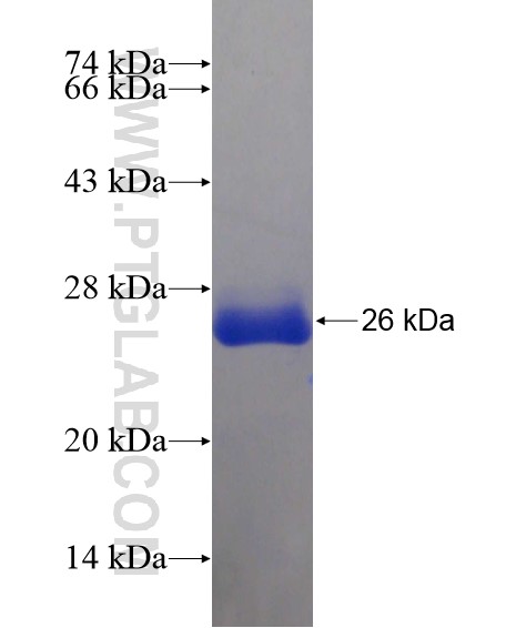 C6orf182 fusion protein Ag21054 SDS-PAGE