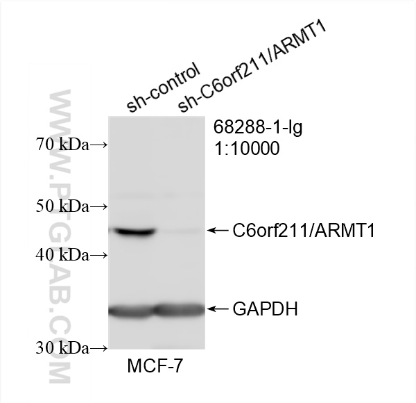 WB analysis of MCF-7 using 68288-1-Ig