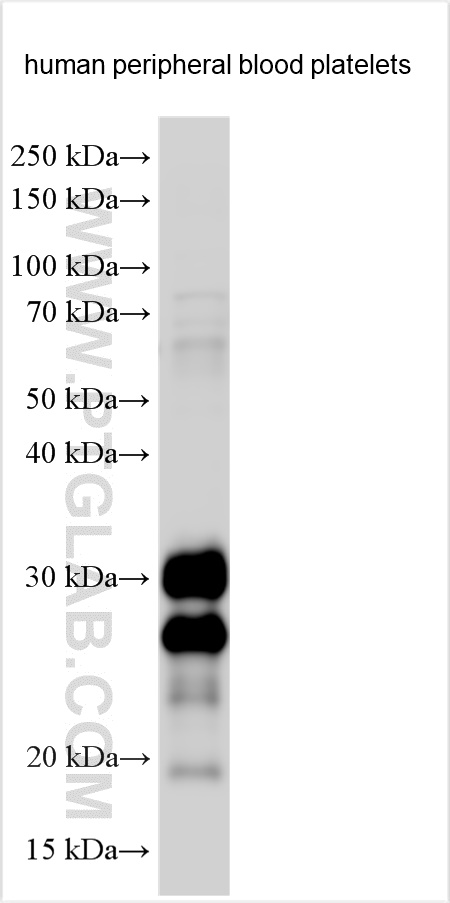 C6orf25