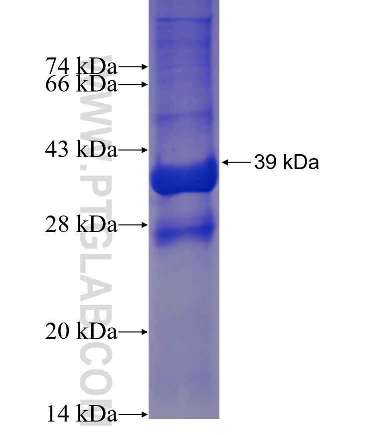 C6orf25 fusion protein Ag23442 SDS-PAGE