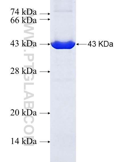 C6orf81 fusion protein Ag37017 SDS-PAGE