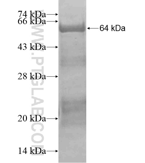C6orf97 fusion protein Ag19329 SDS-PAGE C6orf97 fusion protein Ag19329 SDS-PAGE