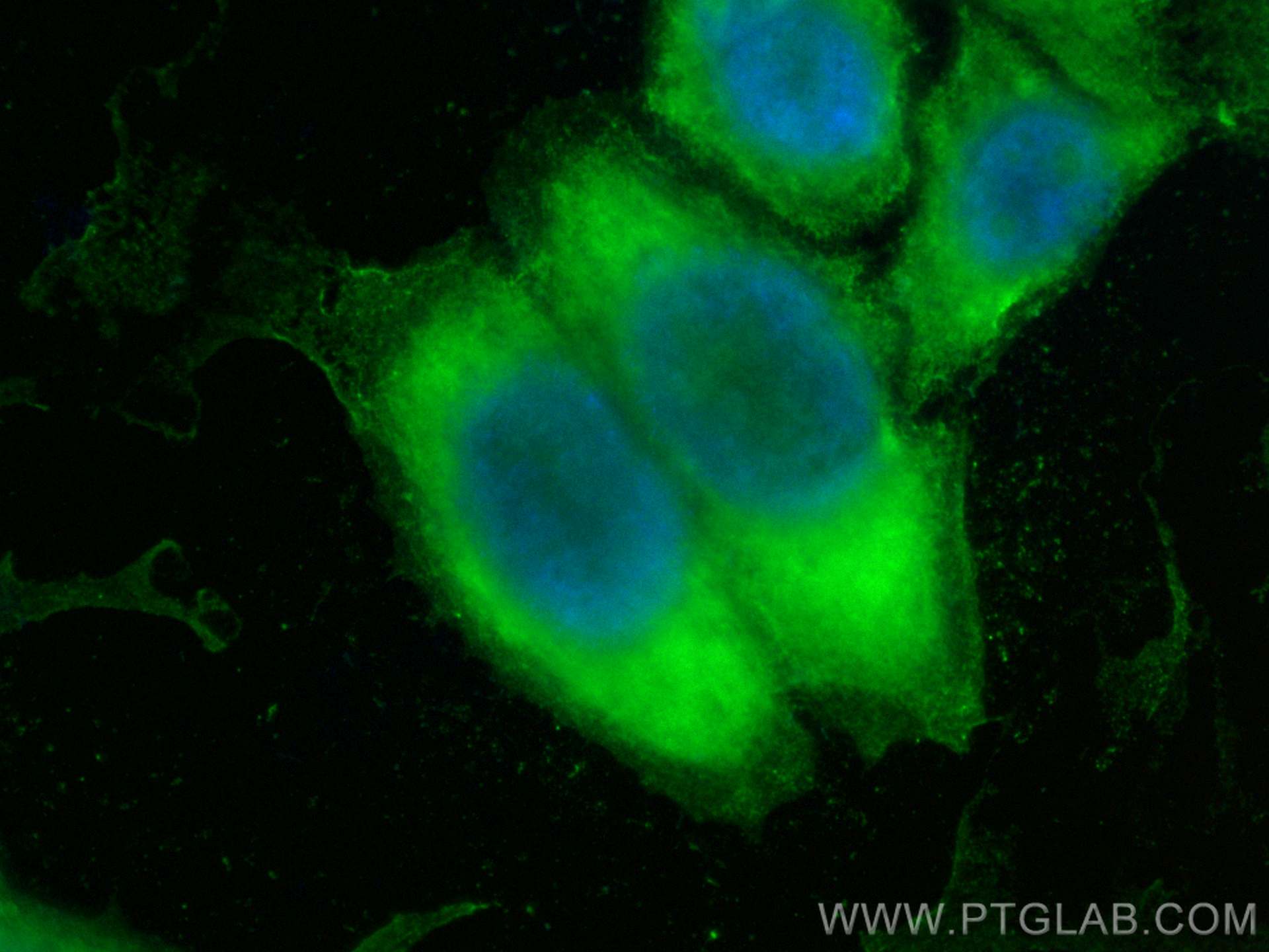 IF Staining of HepG2 using CL488-66908