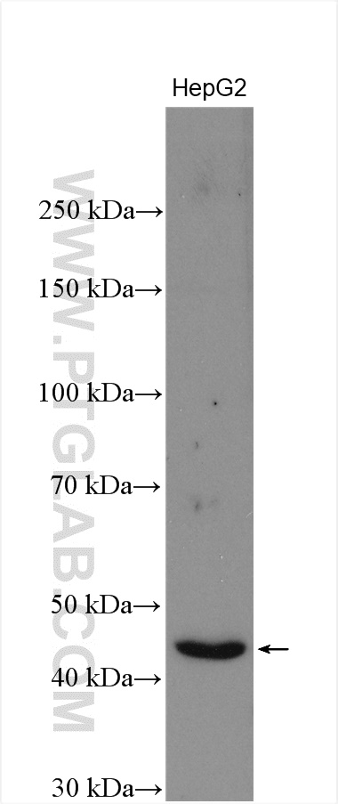 WB analysis of HepG2 using 21589-1-AP