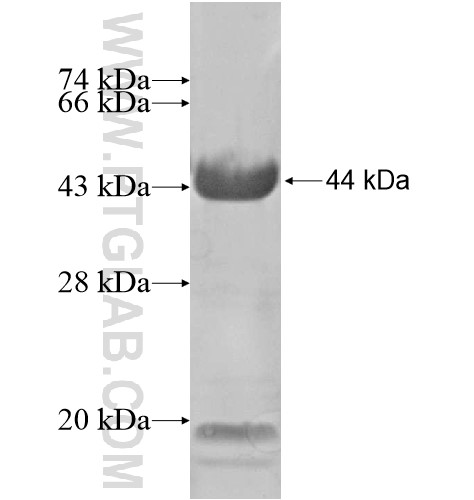 C7orf38 fusion protein Ag15630 SDS-PAGE C7orf38 fusion protein Ag15630 SDS-PAGE