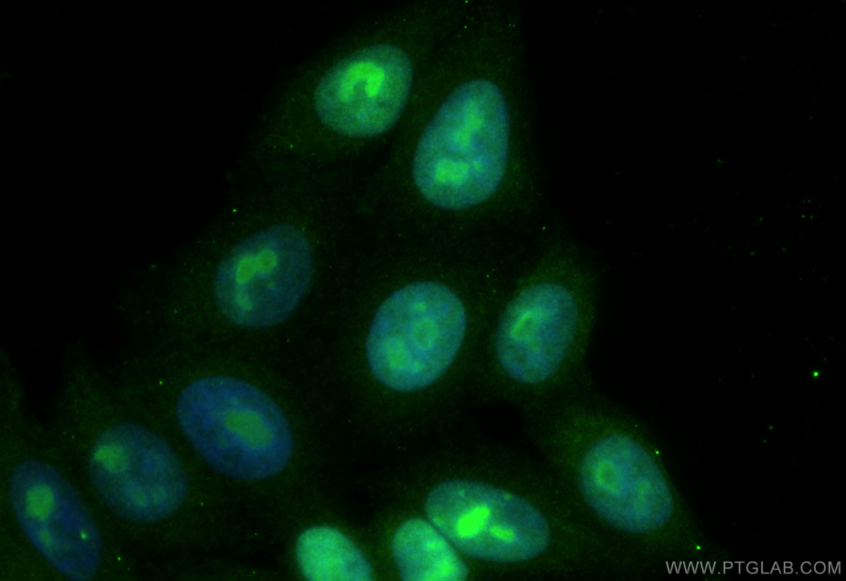 Immunofluorescent analysis of (4% PFA) fixed HepG2 cells using C7orf50 antibody (20797-1-AP) at dilution of 1:200 and CoraLite®488-Conjugated Goat Anti-Rabbit IgG(H+L) (<a class='green' href='/productredirect?CatalogNo=SA00013-2' target='_blank'>SA00013-2</a>). IF Staining of HepG2 using 20797-1-AP