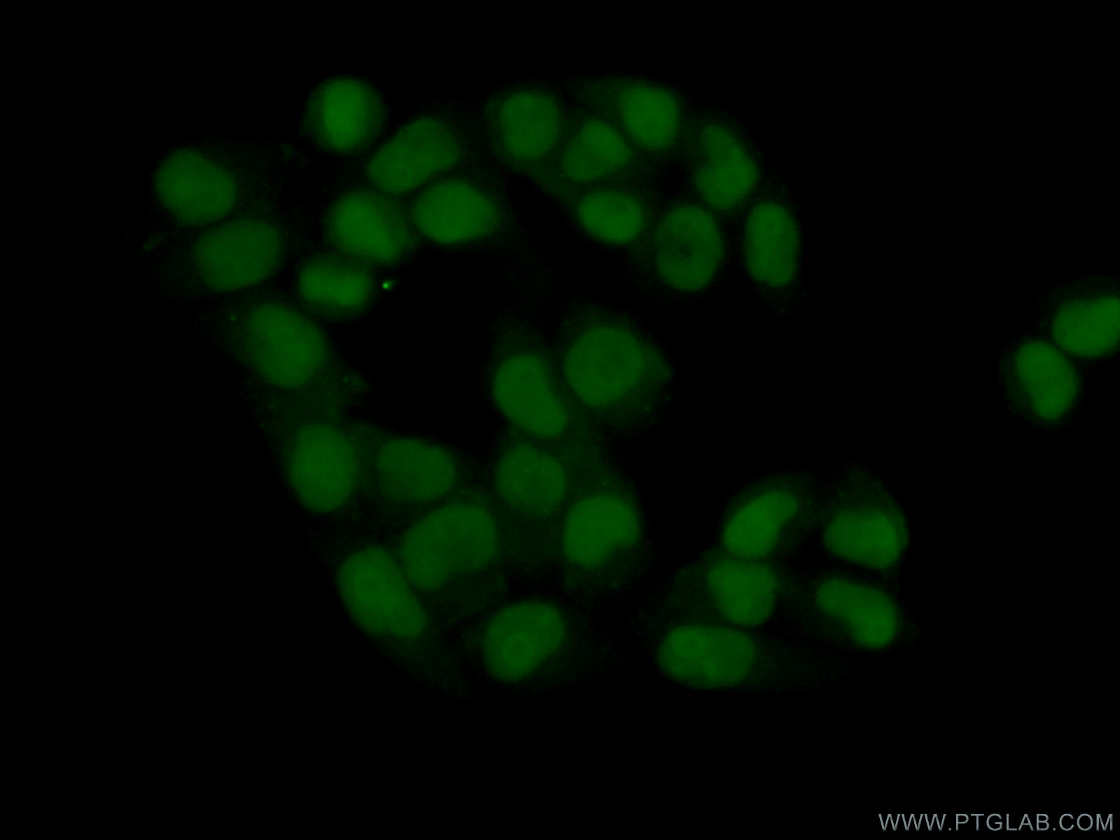 IF Staining of L02 using 20797-1-AP