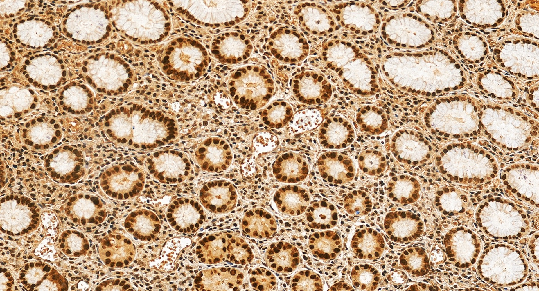 Immunohistochemical analysis of paraffin-embedded human stomach tissue slide using 68494-1-Ig (C7orf50 antibody) at dilution of 1:400 (under 20x lens). Heat mediated antigen retrieval with Tris-EDTA buffer (pH 9.0). IHC staining of human stomach using 68494-1-Ig