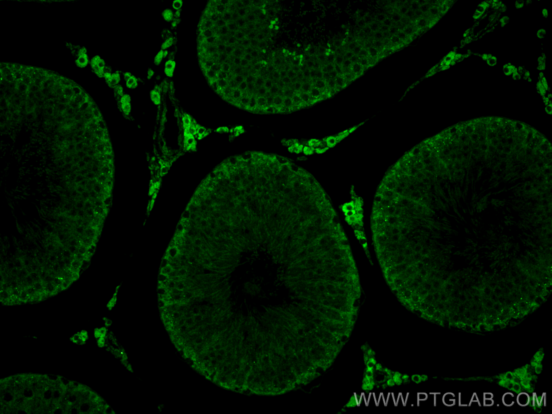 IF Staining of rat testis using 24001-1-AP