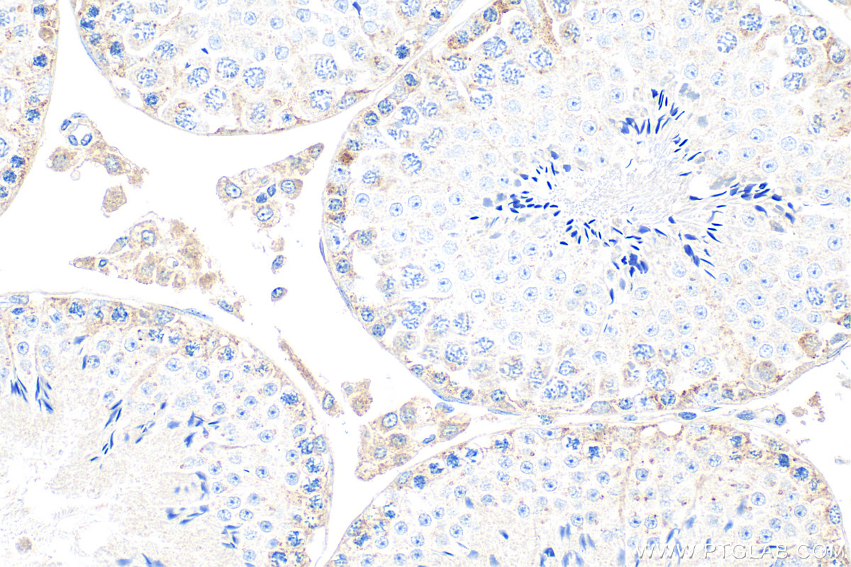 IHC staining of mouse testis using 24001-1-AP