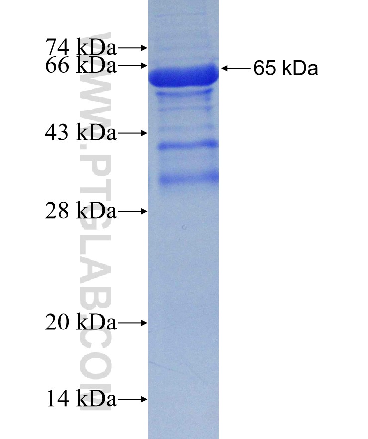 C8A fusion protein Ag18056 SDS-PAGE C8A fusion protein Ag18056 SDS-PAGE
