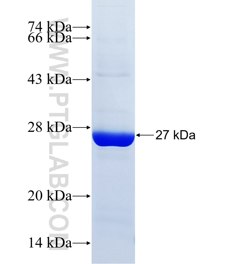 C8G fusion protein Ag18261 SDS-PAGE