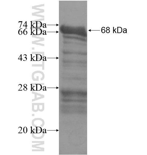 C8orf34 fusion protein Ag15332 SDS-PAGE C8orf34 fusion protein Ag15332 SDS-PAGE