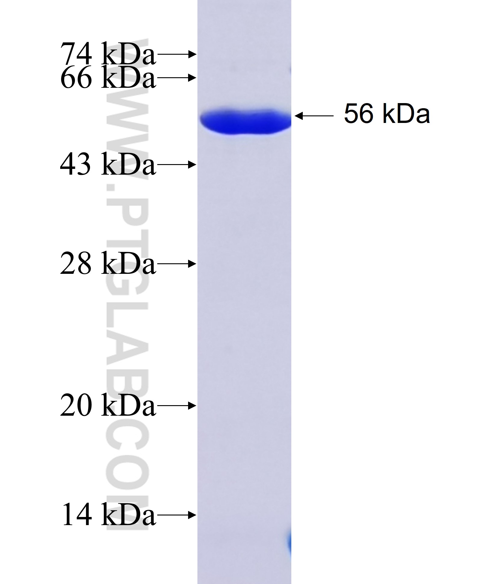 C8orf34 fusion protein Ag15876 SDS-PAGE