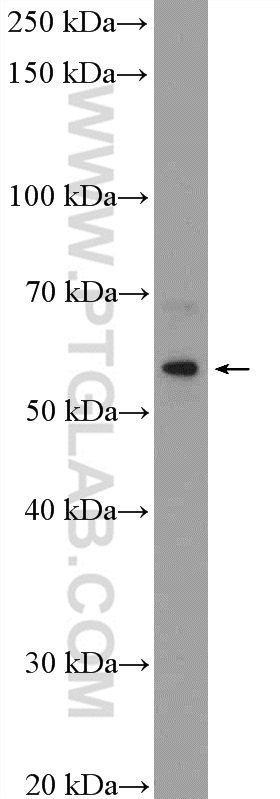 WB analysis of HeLa using 20779-1-AP