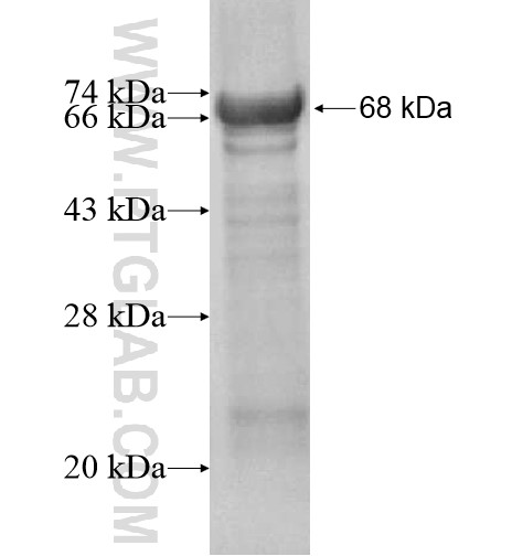 C8orf41 fusion protein Ag14776 SDS-PAGE