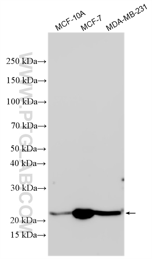 WB analysis using 33642-1-AP WB analysis using 33642-1-AP