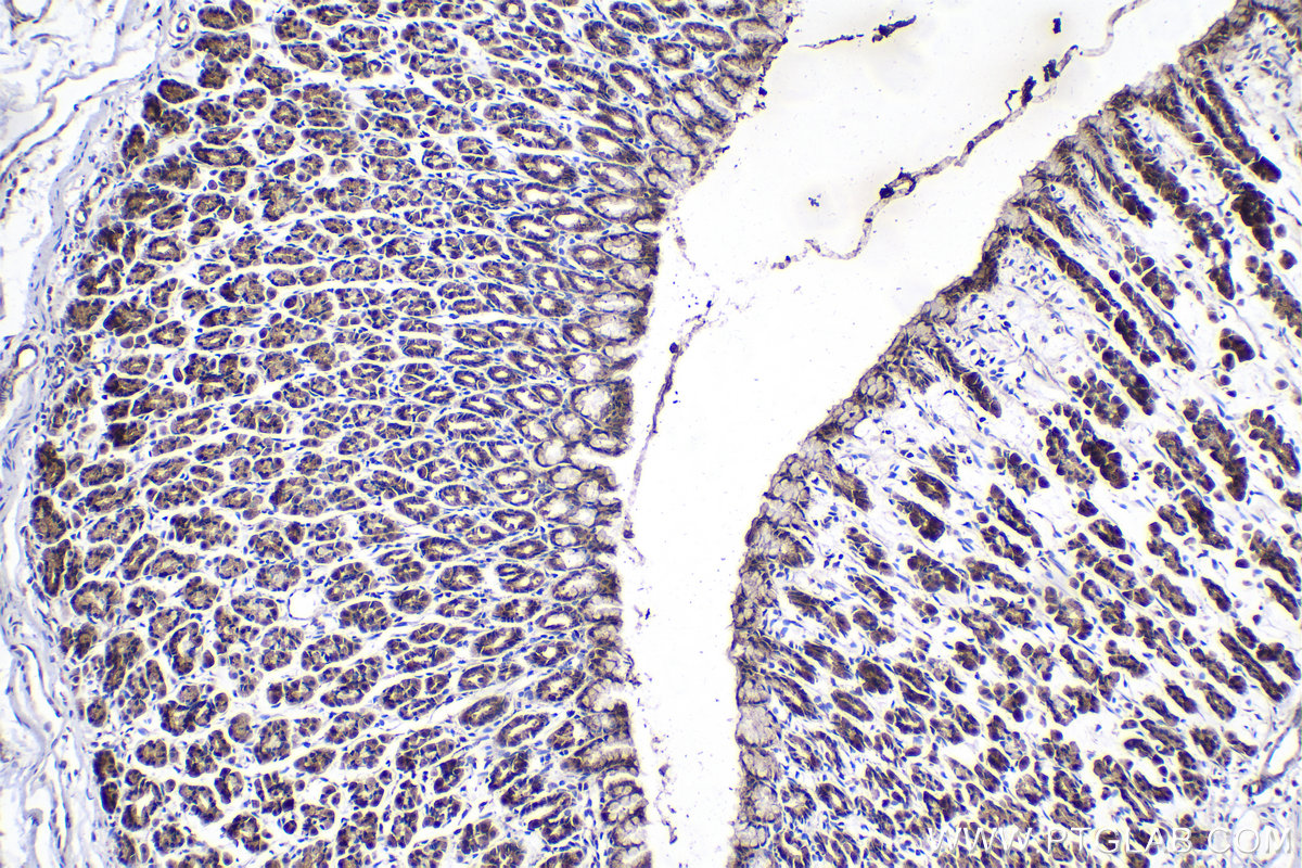 IHC staining of rat stomach using 21593-1-AP