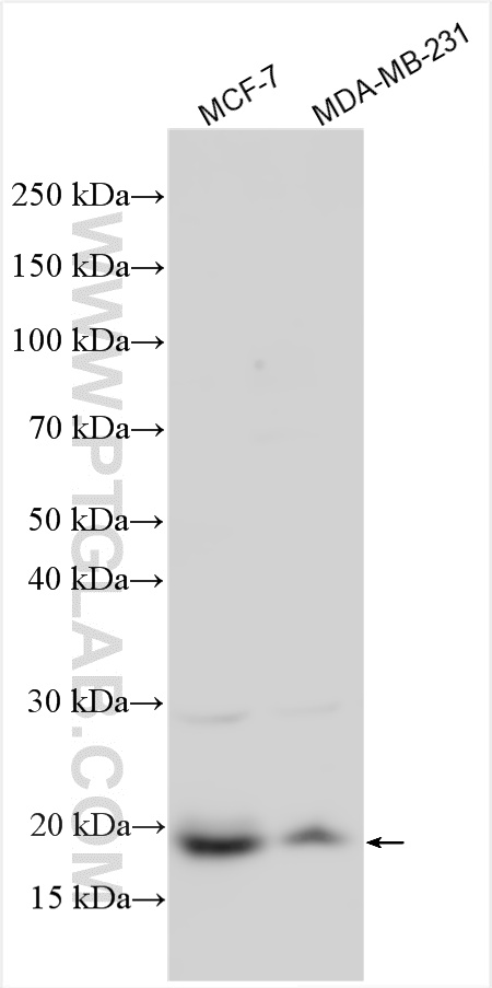 WB analysis using 33316-1-AP (same clone as 33316-1-PBS)