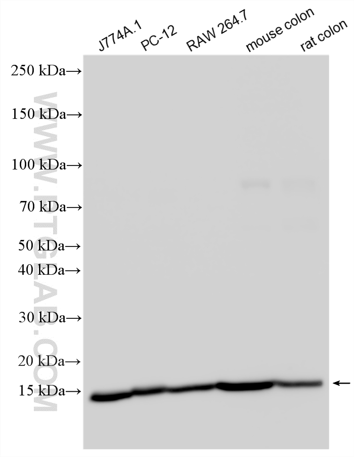 Various lysates were subjected to SDS PAGE followed by western blot with 26101-1-AP (PLGRKT antibody) at dilution of 1:2000 incubated at room temperature for 1.5 hours. WB analysis using 26101-1-AP