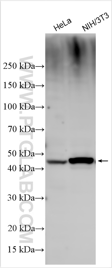 WB analysis using 22637-1-AP