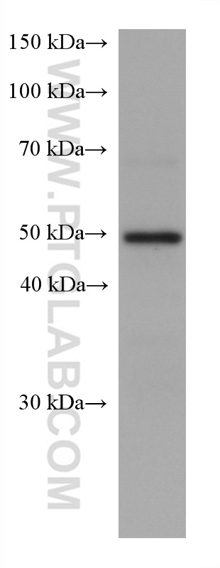 WB analysis of Neuro-2a using 67824-1-Ig