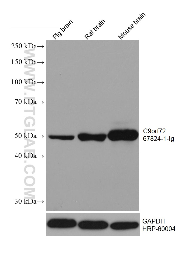 WB analysis using 67824-1-Ig (same clone as 67824-1-PBS)