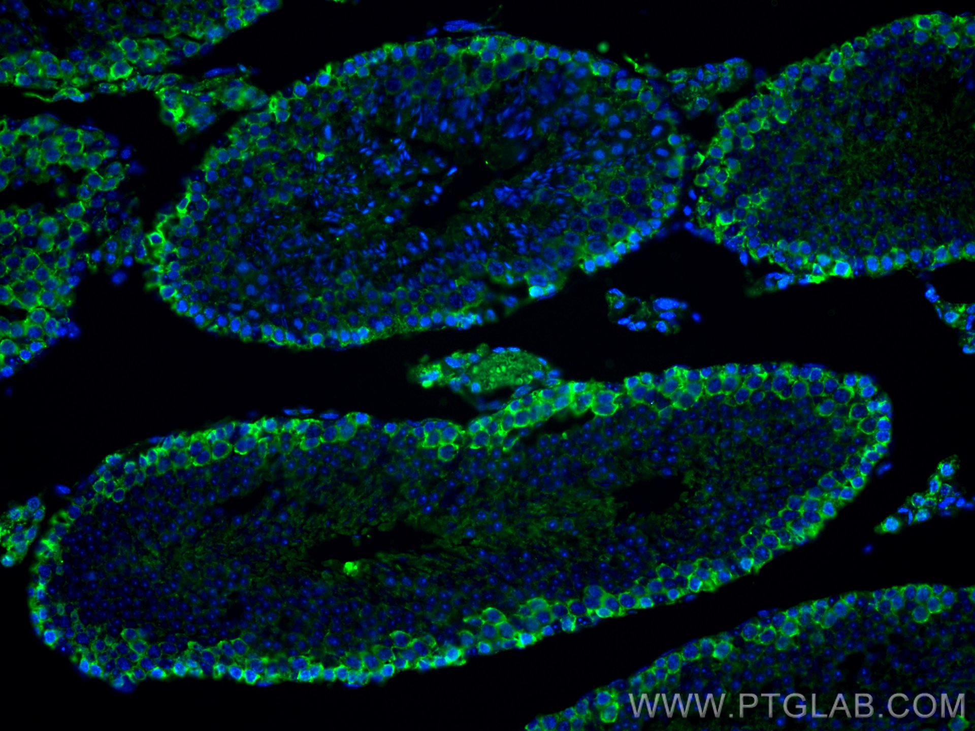IF Staining of mouse testis using CL488-22637
