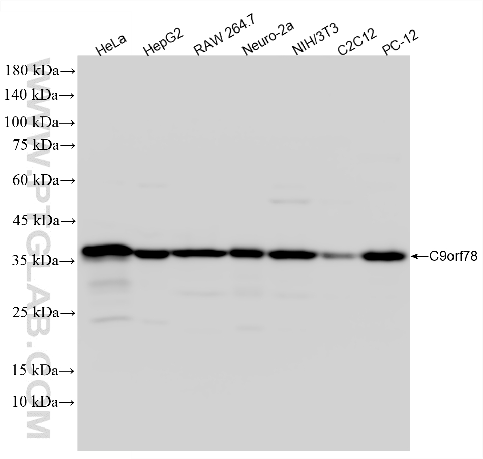 WB analysis using 86612-1-RR (same clone as 86612-1-PBS)