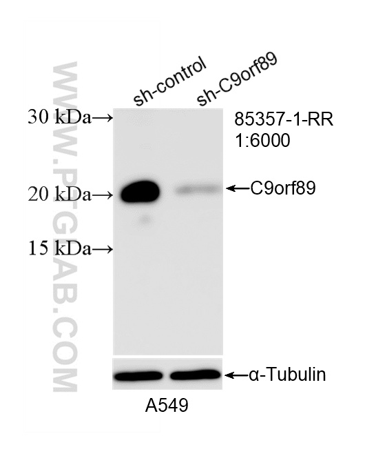 WB analysis of A549 using 85357-1-RR WB analysis of A549 using 85357-1-RR